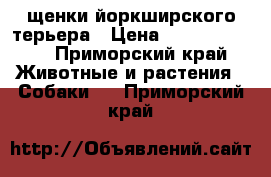 щенки йоркширского терьера › Цена ­ 15000-20000 - Приморский край Животные и растения » Собаки   . Приморский край